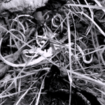 A close up photo of leaves and twigs in black and white