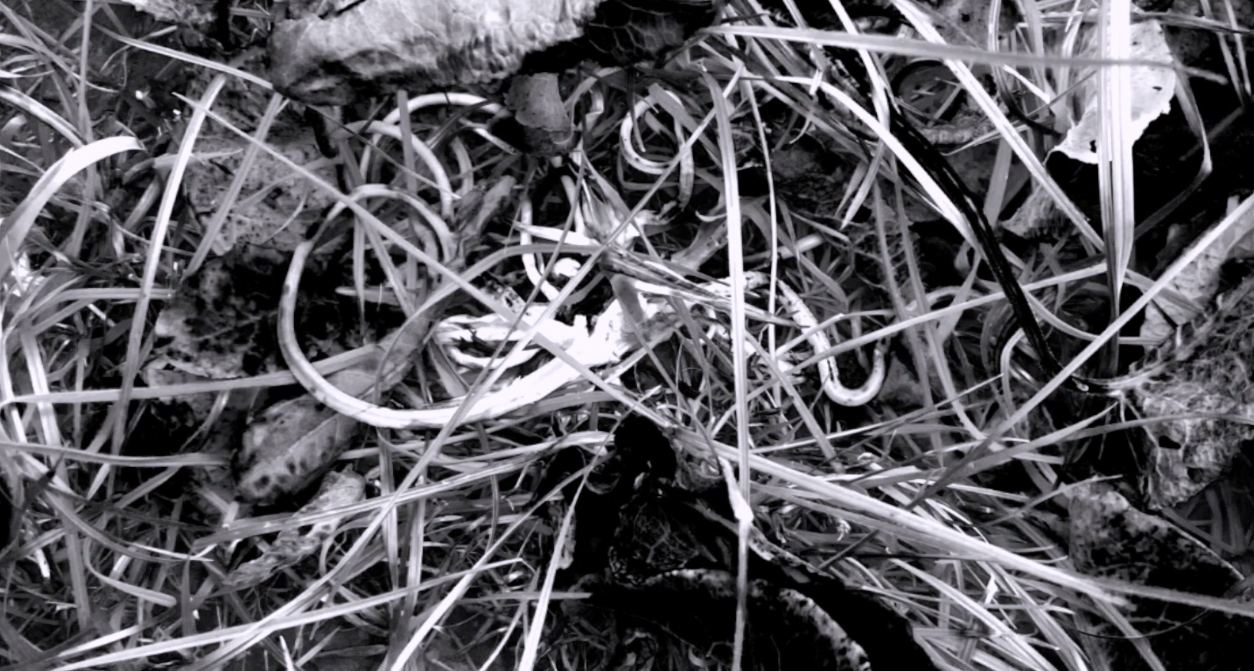 A close up photo of leaves and twigs in black and white