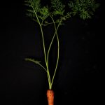 A single carrot with tops on a black background